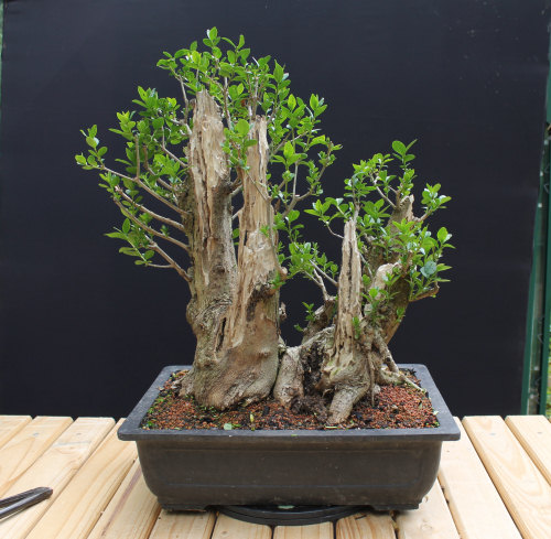 Privet Multi Trunk Bonsai
